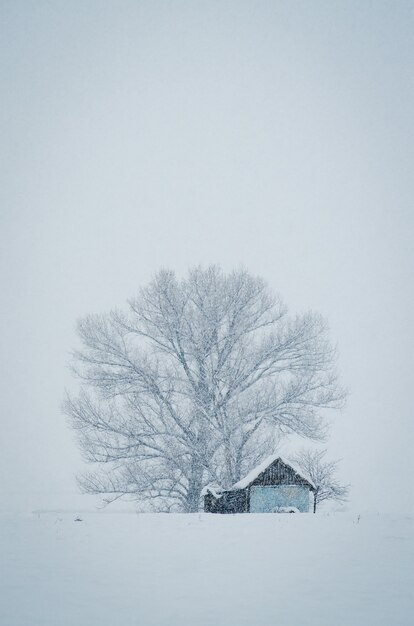 Colpo verticale di una piccola capanna davanti al grande albero coperto di neve in una nebbiosa giornata invernale