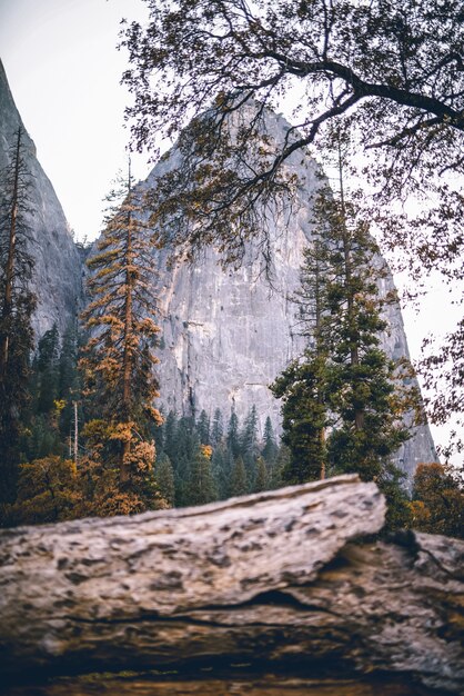 Colpo verticale di una scena nella natura con alberi e rocce sullo sfondo