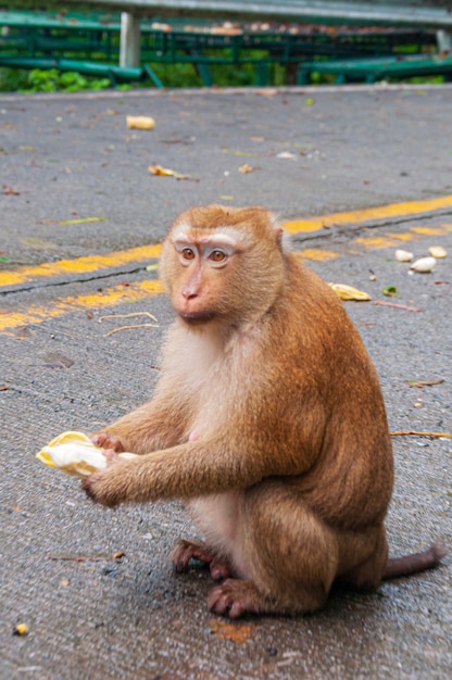 Colpo verticale di una scimmia adorabile che si siede sulla strada e che mangia una banana