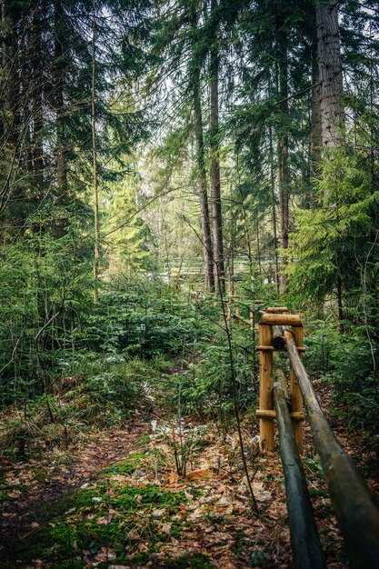 Colpo verticale di una staccionata in legno nella foresta