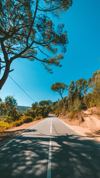 Colpo verticale di una strada circondata da alberi verdi sotto il bel cielo azzurro