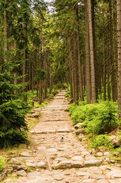 Colpo verticale di una strada nel parco con alberi ad alto fusto durante il giorno