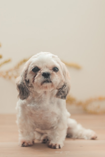 Colpo verticale di uno Shih Poo seduto in casa