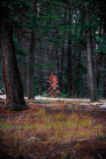 Colpo verticale di uno splendido scenario autunnale in una foresta piena di alberi ad alto fusto