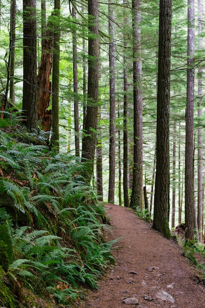 Colpo verticale di uno stretto sentiero nel bosco circondato da alberi ad alto fusto e altre piante verdi