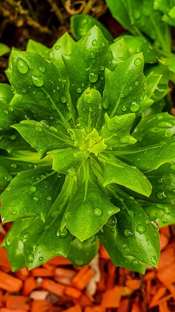 Colpo verticale di vista superiore di una pianta dall'aspetto fresco verde lussureggiante con gocce di pioggia