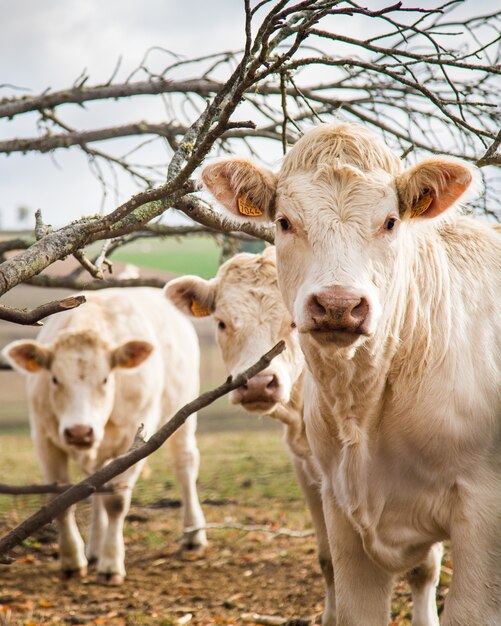 Colpo verticale di vitelli bianchi nella fattoria