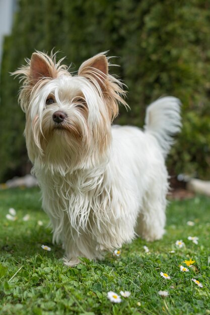 Colpo verticale di Yorkshire Terrier bianco in un parco durante il giorno