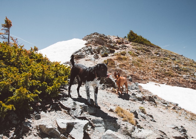 Colpo vicino dei cani su una collina che sta vicino alla neve sotto un chiaro cielo di giorno