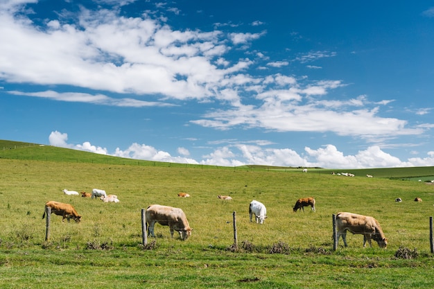 Colpo vicino delle mucche nel campo erboso sotto un cielo nuvoloso blu di giorno in Francia
