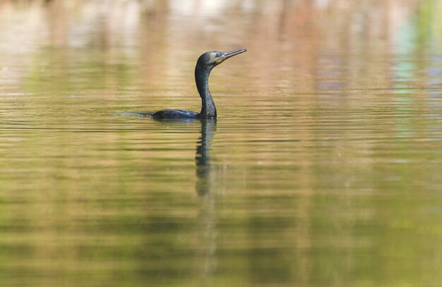 Colpo vicino di un cormorano a doppia cresta con la testa sopra l'acqua e uno sfocato