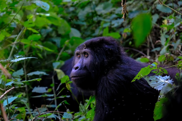 Colpo vicino di un gorilla vicino alle piante