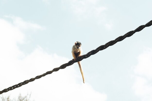 Colpo vicino di una scimmia che si siede su una corda
