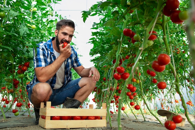 Coltivatore che assaggia la verdura del pomodoro e controlla la qualità del cibo biologico in serra