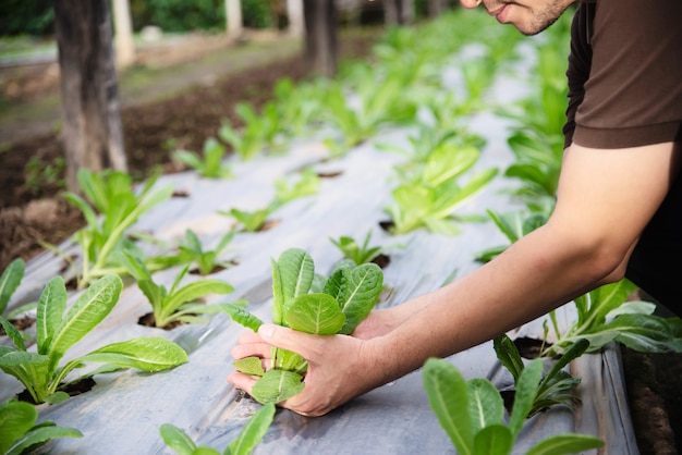 Coltivi l'uomo che lavora nel suo giardino organico della lattuga