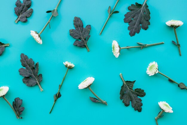 Composizione con fiori bianchi e foglie su sfondo blu