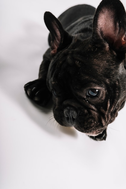 Composizione di animali domestici adorabili con il bulldog