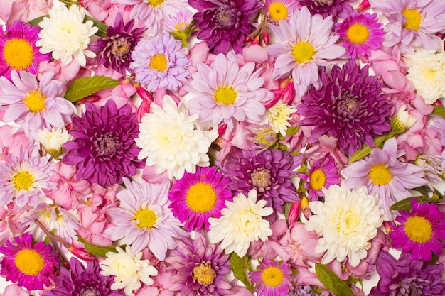 Composizione di bellissimi fiori colorati