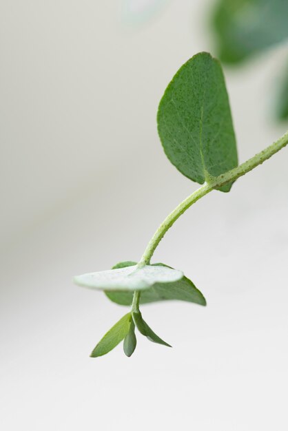 Composizione di natura morta della pianta verde al chiuso