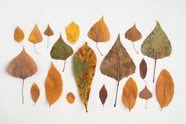 Composizione di riga con foglie di autunno multicolori