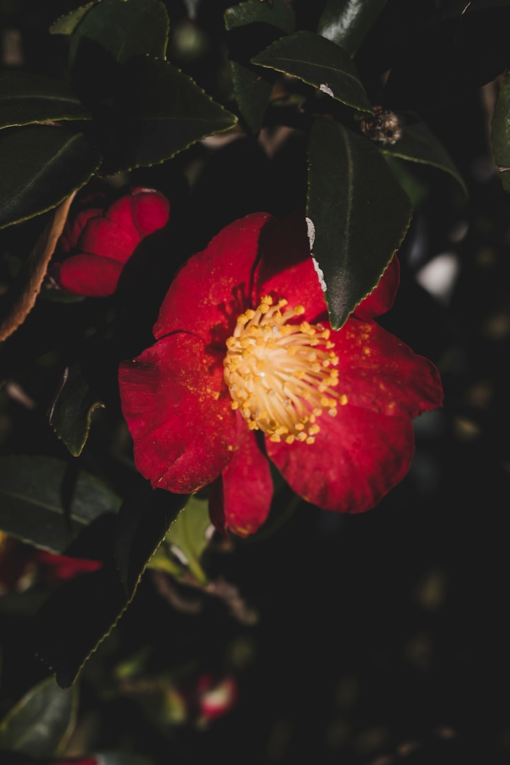 Foto gratuito composizione floreale moderna con stile elegante