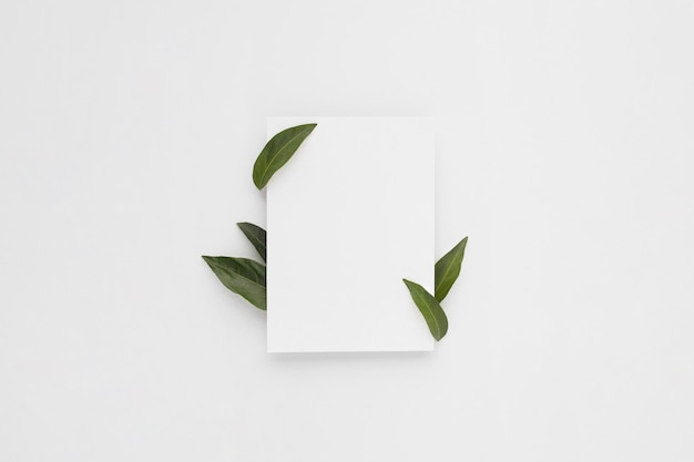 Composizione minima con un foglio bianco con foglie verdi