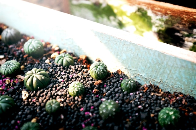 Concetto ambientale della spina della natura di botanica crescente del cactus