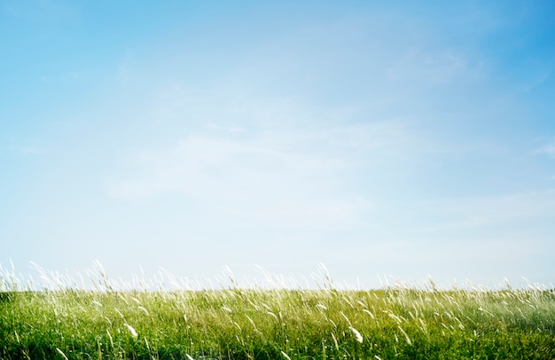 Concetto del campo erboso verde del campo all&#39;aperto