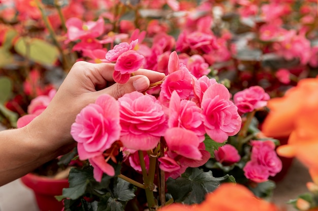 Concetto del fiore del mercato con il primo piano del fiorista