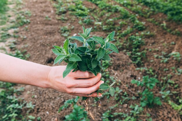 Concetto del frutteto con le mani che tengono mazzo