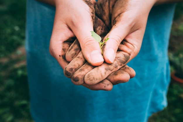 Concetto del frutteto con le mani che tengono poca pianta