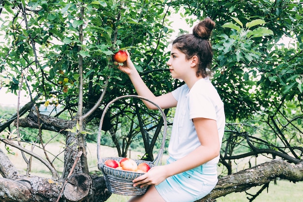 Concetto del frutteto con le mele di raccolto della donna