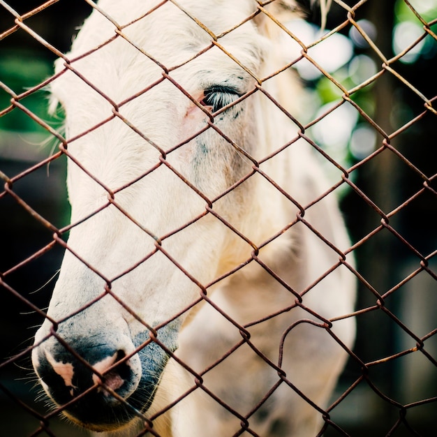 Concetto dell&#39;azienda agricola animale della razza dell&#39;equino del ranch del cavallo