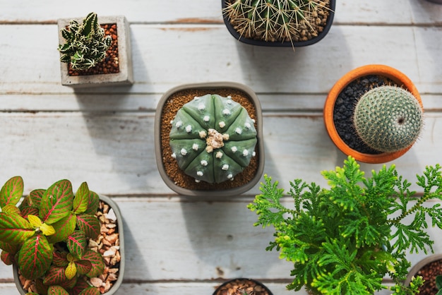 Concetto della natura della pianta da appartamento del cactus della pianta