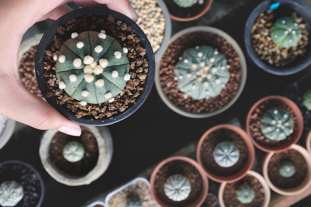 Concetto della natura della pianta da appartamento del cactus della pianta