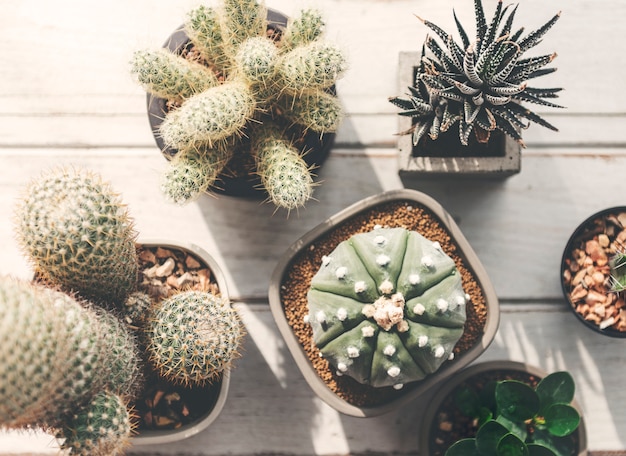 Concetto delle piante della casa del vaso del cactus
