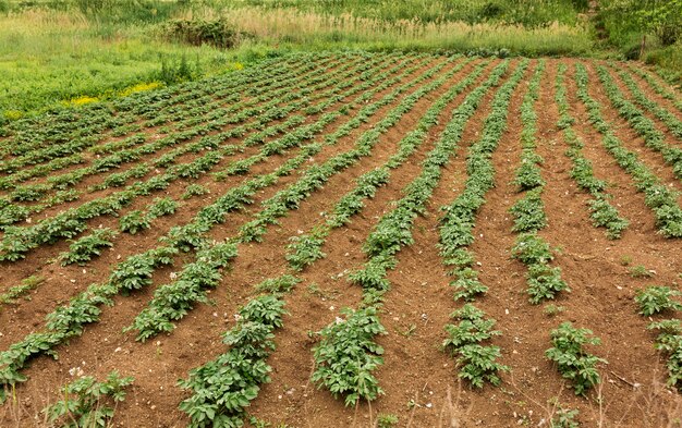 Concetto di agricoltura ad alto angolo con piante