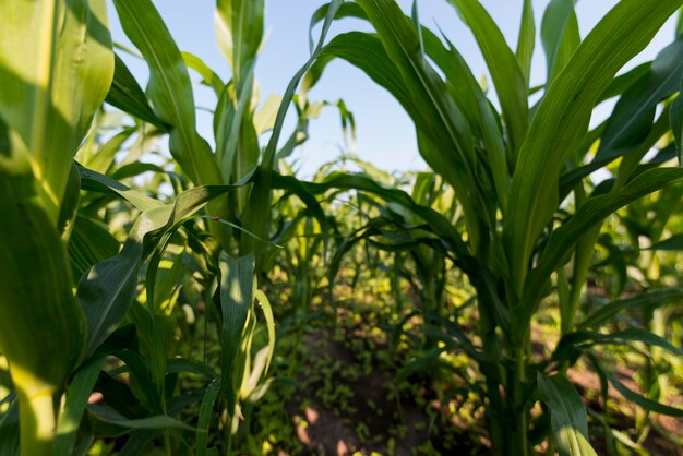 Concetto di agricoltura biologica del campo di grano