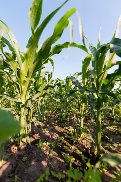 Concetto di agricoltura campo di mais