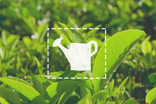 Concetto di agricoltura del cespuglio dell'erba del tè verde di crescita dell'annaffiatoio