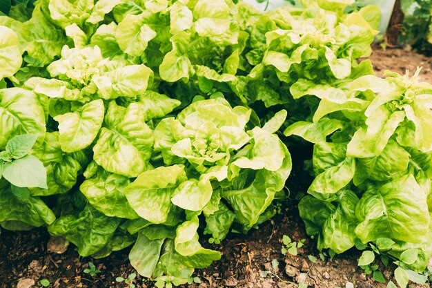 Concetto di fattoria con insalata