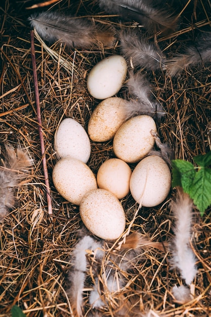 Concetto di fattoria con le uova