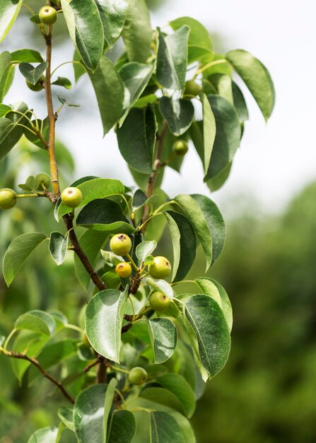 Concetto di fattoria con pianta biologica