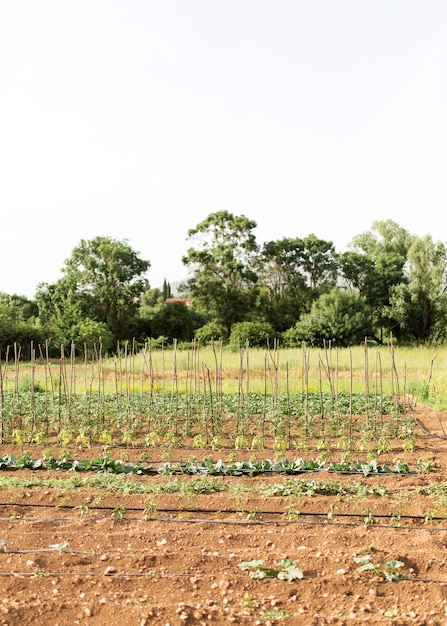 Concetto di fattoria con piantagione di verdure