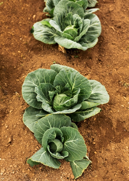 Concetto di fattoria di insalata naturale vista dall'alto