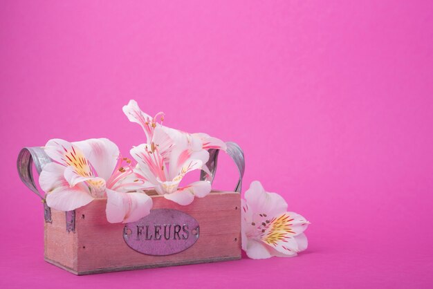 Concetto di fiori adorabili con scatola di legno