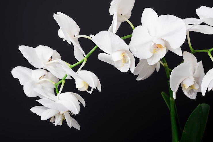 Foto gratuito concetto di fiori moderni con stile elegante
