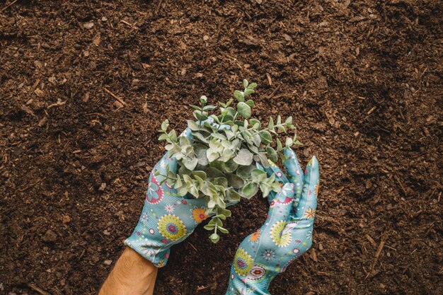 Concetto di giardinaggio con le mani che piantano