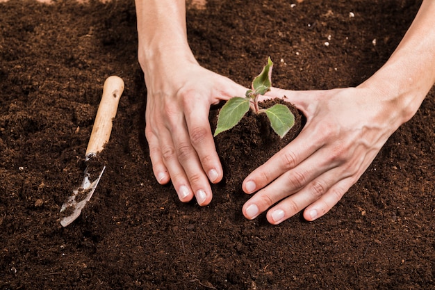 Concetto di giardinaggio con mani femminili