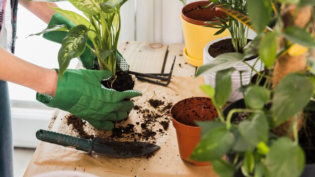 Concetto di giardinaggio con mani femminili